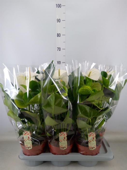 <h4>Anthurium andr. 'Alpine'</h4>