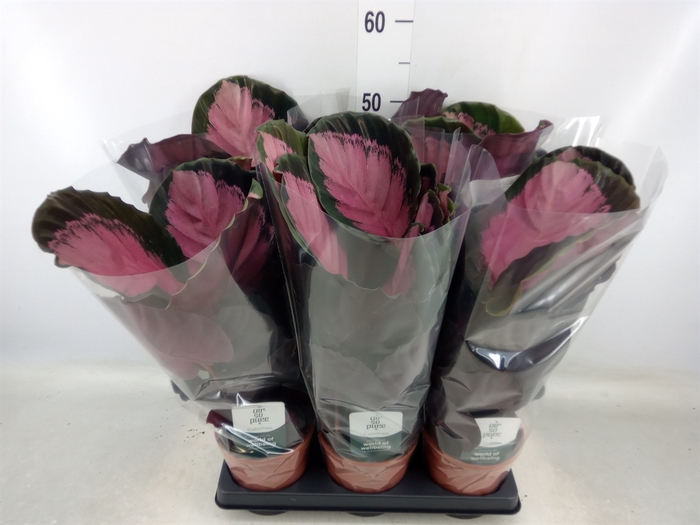 <h4>Calathea roseopicta 'Crimson'</h4>