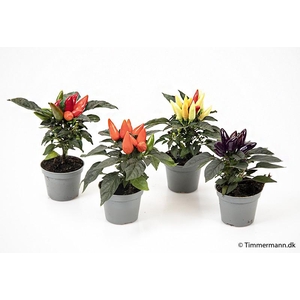 CAPSICUM ANNUUM Sierplant