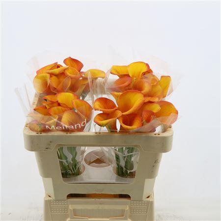 <h4>Zantedeschia 'carvello'</h4>