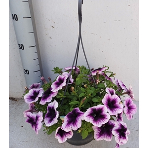 PET GO!TUNIA VI VEIN