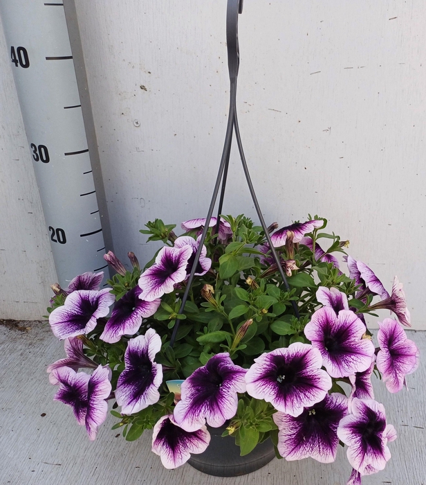 <h4>PET GO!TUNIA VI VEIN</h4>