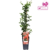 Pyracantha coccinea Red Column P15