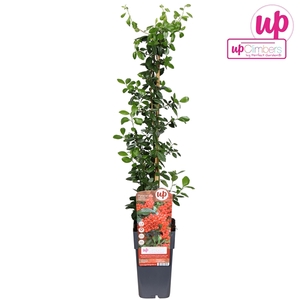 Pyracantha coccinea Red Column P15