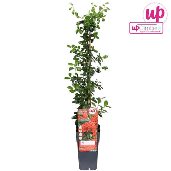 <h4>Pyracantha coccinea Red Column P15</h4>