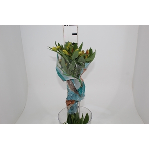 ALSTROEMERIA CARIBBEAN 070 CM