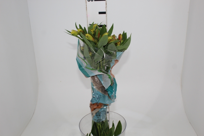 <h4>ALSTROEMERIA CARIBBEAN 070 CM</h4>