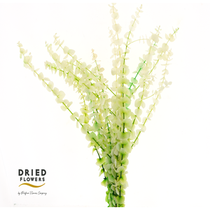 Dried Bleached Eucalyptus Baby Blue Frozen