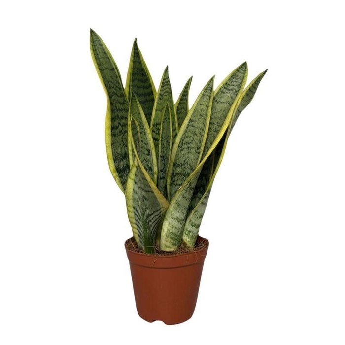<h4>Sansevieria trif. Laurentii</h4>