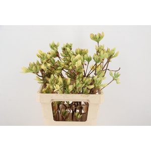 RHODO. LIME 050CM