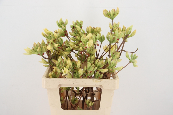 <h4>RHODO. LIME 050CM</h4>