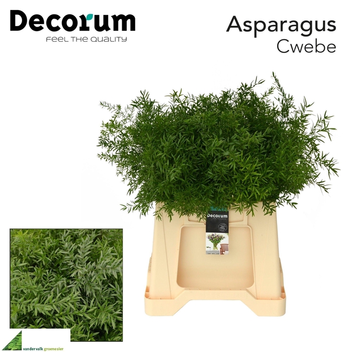 <h4>ASP DENS CWEBE</h4>