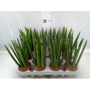 Sansevieria cyl.  ...