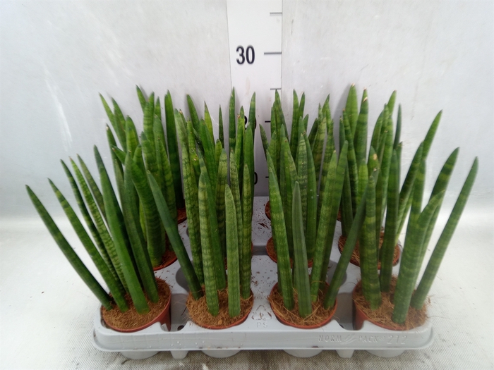 <h4>Sansevieria cyl.  ...</h4>