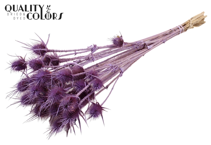 <h4>Cardi Distel Natural 10pc/bunch 55cm Frosted Milka</h4>