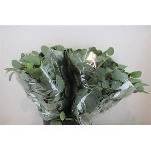 Euca Populus Short 150gr P Bunch