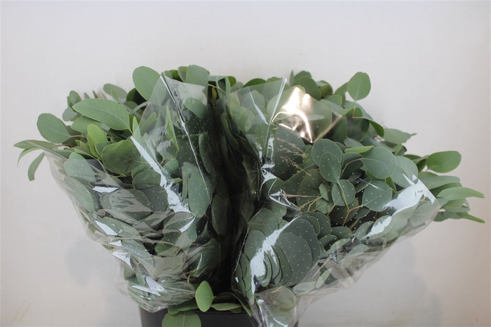 <h4>Euca Populus Short 150gr P Bunch</h4>