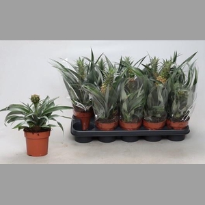 ANANAS OV