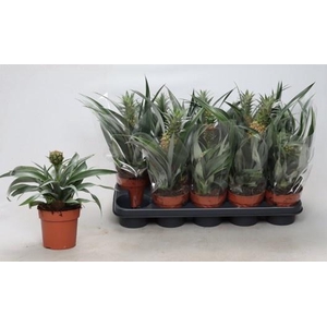ANANAS OV