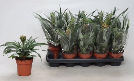 <h4>ANANAS OV</h4>