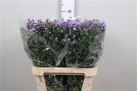 <h4>Ast Cassandra</h4>