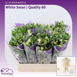 Alstroemeria White Swan | Quality 60