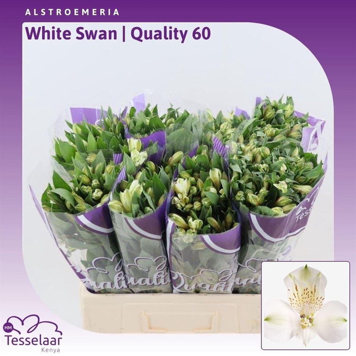 <h4>Alstroemeria White Swan | Quality 60</h4>