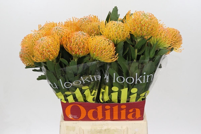 <h4>Nutans Soleil</h4>