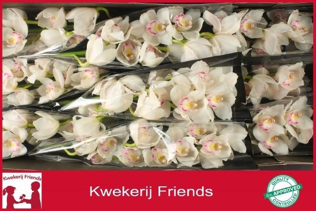 <h4>CYMB T KILIMANJARO</h4>