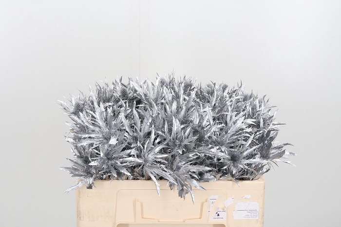 <h4>Eryn Orion Kl Bh Zilver</h4>