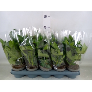 Fatsia japonica   ...
