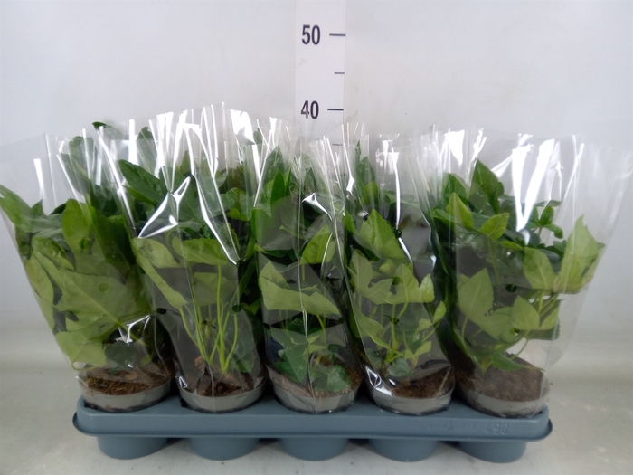 <h4>Fatsia japonica   ...</h4>