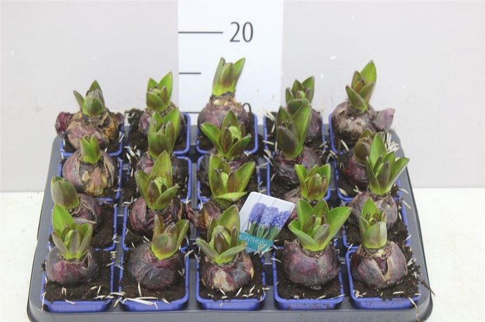 <h4>Hyacinthus Blue Star 1pp</h4>