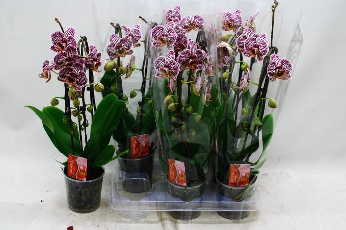 <h4>PHAL EL CASCADE</h4>