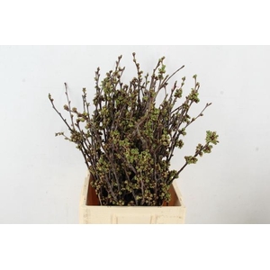 KERSENBLOESEM GROF PER STEM 065CM