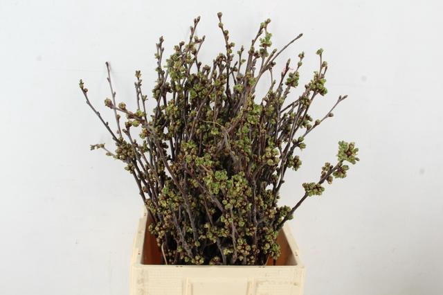 <h4>KERSENBLOESEM GROF PER STEM 065CM</h4>