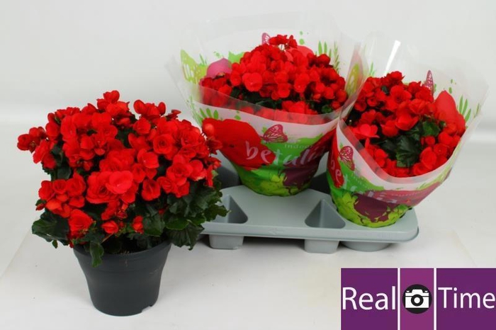 <h4>BEG HL BET RED</h4>