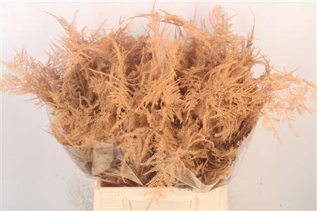 <h4>Asp 1e Veren Salmon</h4>