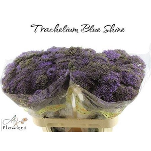 Trach Blue Shine
