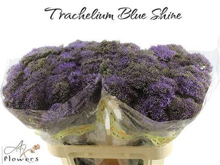 <h4>Trach Blue Shine</h4>