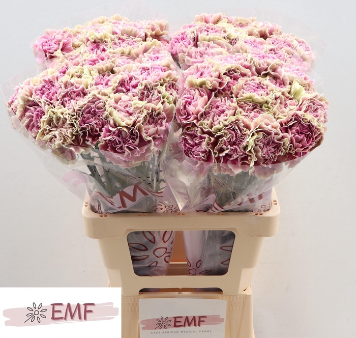 <h4>DI ST ANTIGUA</h4>