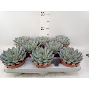 Echeveria  'Apus'