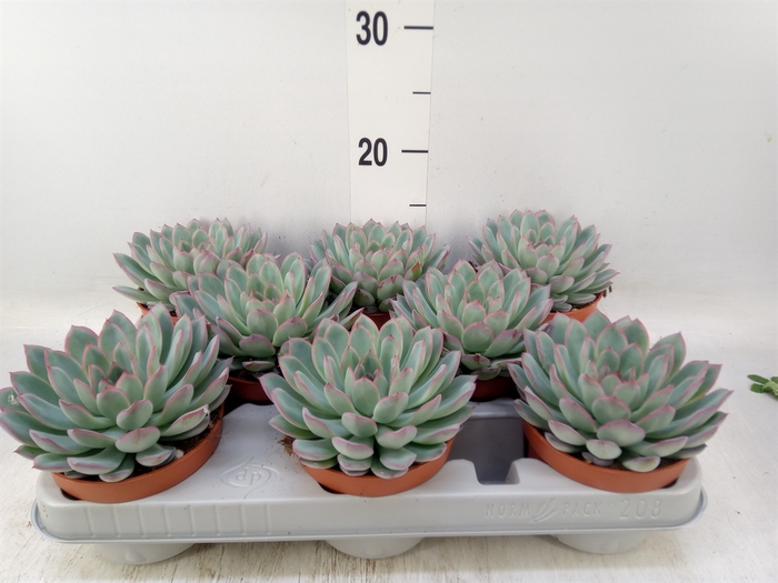 <h4>Echeveria  'Apus'</h4>