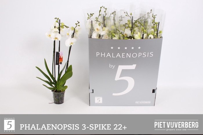 <h4>PHAL OV WIT</h4>