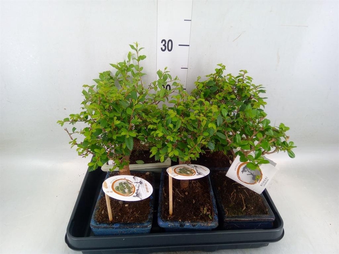 <h4>Bonsai   ...mix</h4>