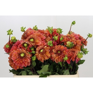 Dahlia Amerone