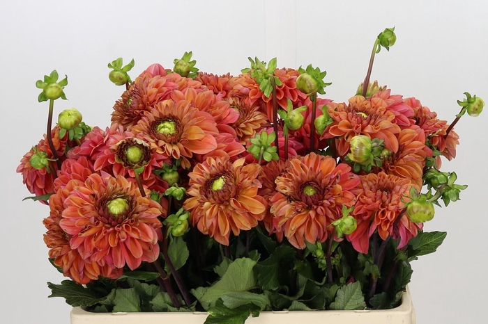 <h4>Dahlia Amerone</h4>