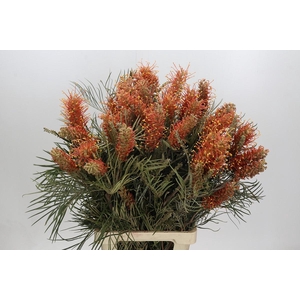 GREVILLEA  COASTAL SUNSET