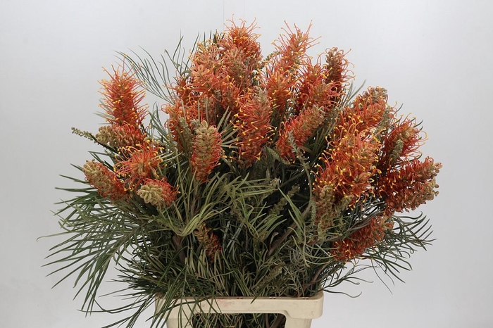 <h4>GREVILLEA  COASTAL SUNSET</h4>