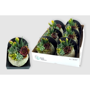 ARR SUCCULENTEN